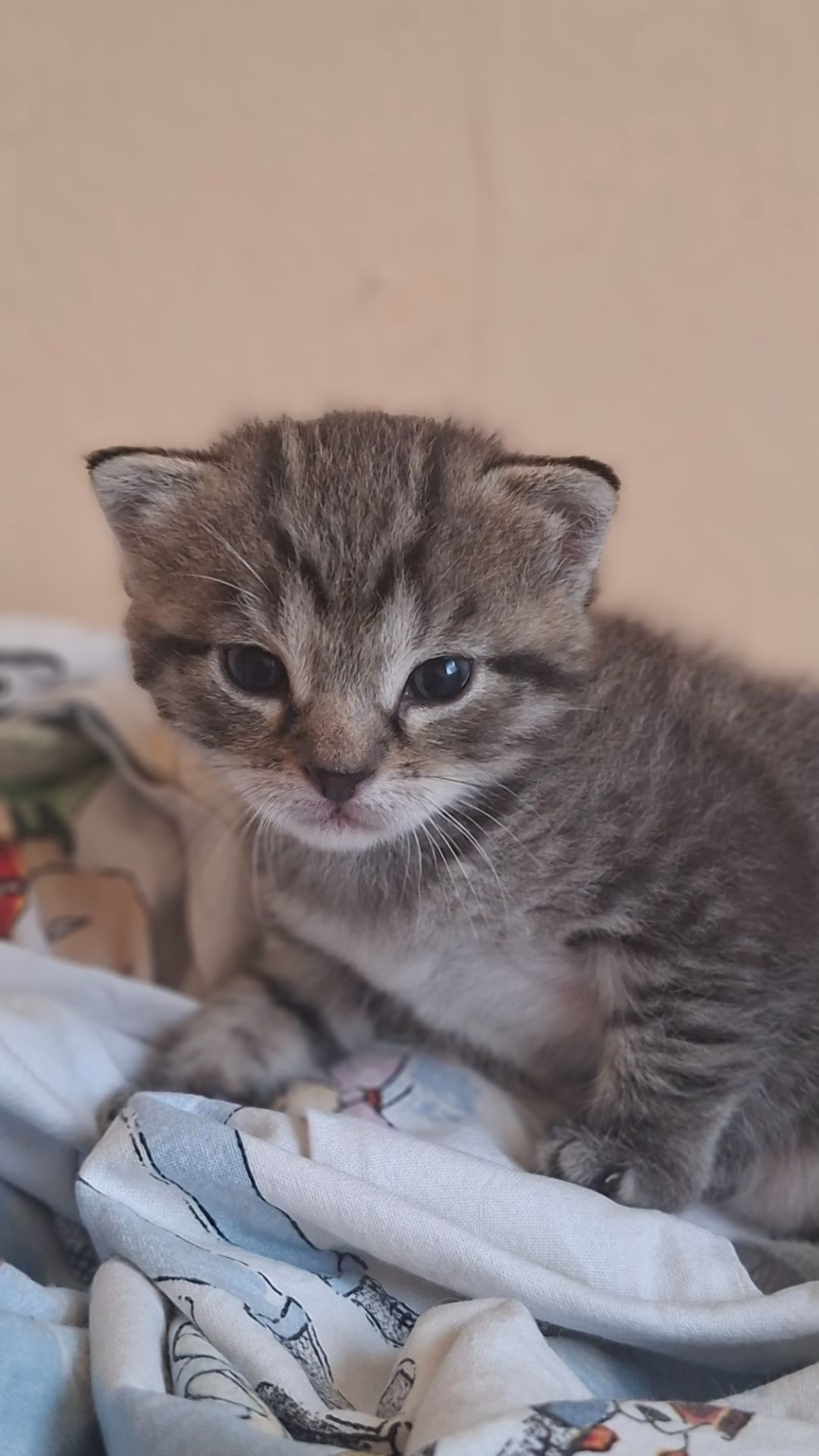 Котёнок