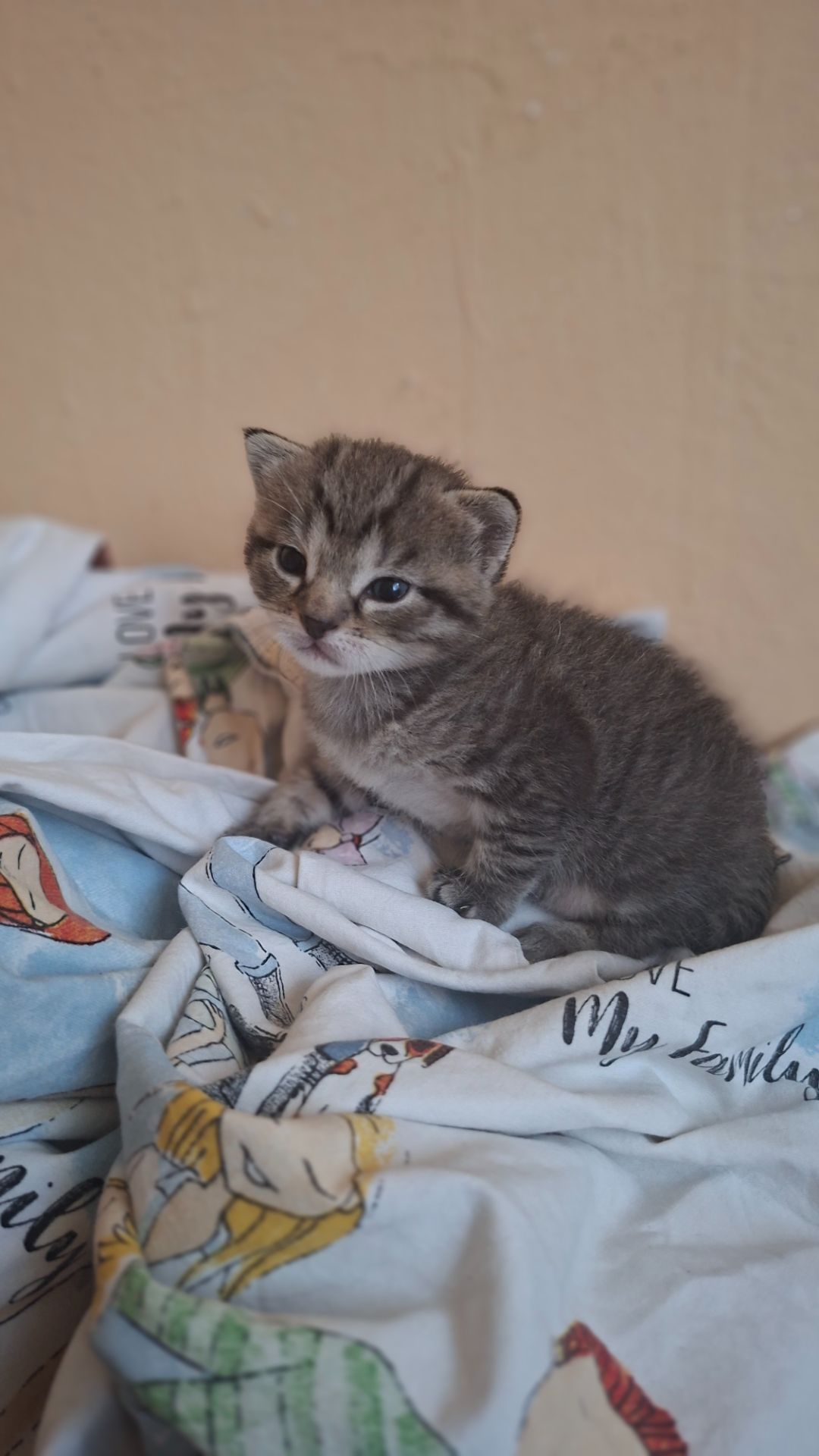 Котёнок