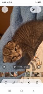 Котёнок