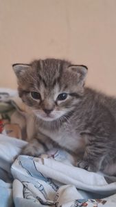 Котёнок