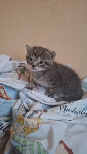 Котёнок