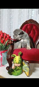 Цуценя французького бульдога