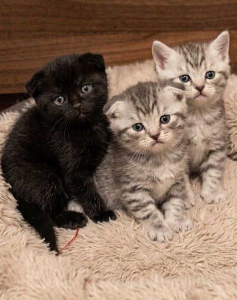 Милі шоландськи кошенята.Київ