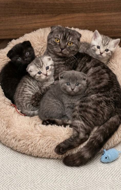 Милі шоландськи кошенята.Київ