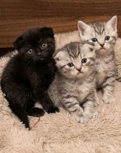Милі шоландськи кошенята.Київ
