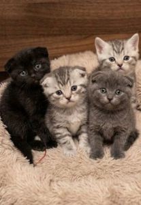 Милі шоландськи кошенята.Київ