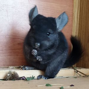 Маленький самец шиншиллы черный эбони
