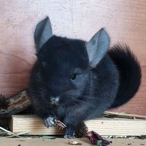 Маленький самец шиншиллы черный эбони