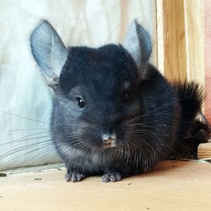 Маленький самец шиншиллы черный эбони