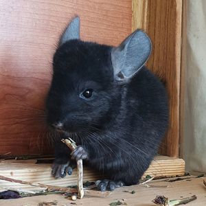 Маленький самец шиншиллы черный эбони