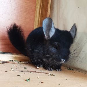 Маленький самец шиншиллы черный эбони
