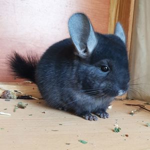 Маленький самец шиншиллы черный эбони