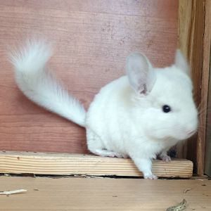 Белоснежная маленькая самочка шиншиллы