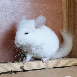 Белоснежная маленькая самочка шиншиллы