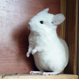 Белоснежная маленькая самочка шиншиллы