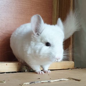 Белоснежная маленькая самочка шиншиллы