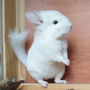Белоснежная маленькая самочка шиншиллы