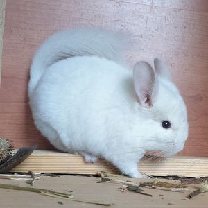 Белоснежная маленькая самочка шиншиллы