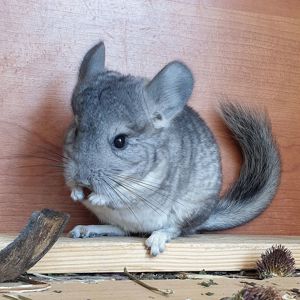 Маленький самец шиншиллы Стандарт носитель эбони