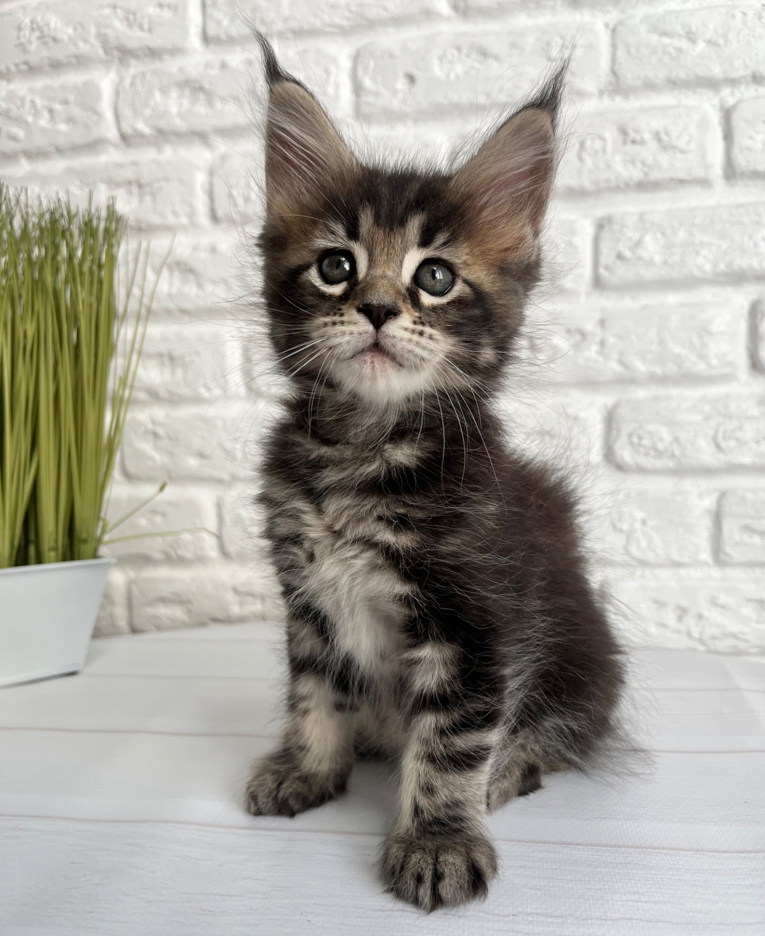Кошеня Мейн Кун дівчинка