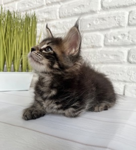 Кошеня Мейн Кун дівчинка