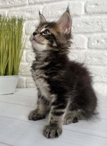 Кошеня Мейн Кун дівчинка