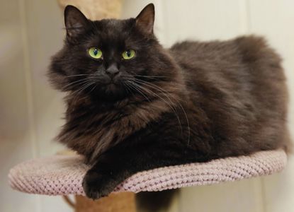 Шукає дім кішка Даша. Метис породи Шантільї-тіффані.