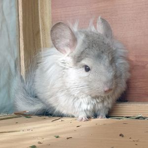 Маленькая самочка шиншиллы Бежевая эбони ангора с "львиной гривой"