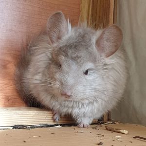 Маленькая самочка шиншиллы Бежевая эбони ангора с "львиной гривой"
