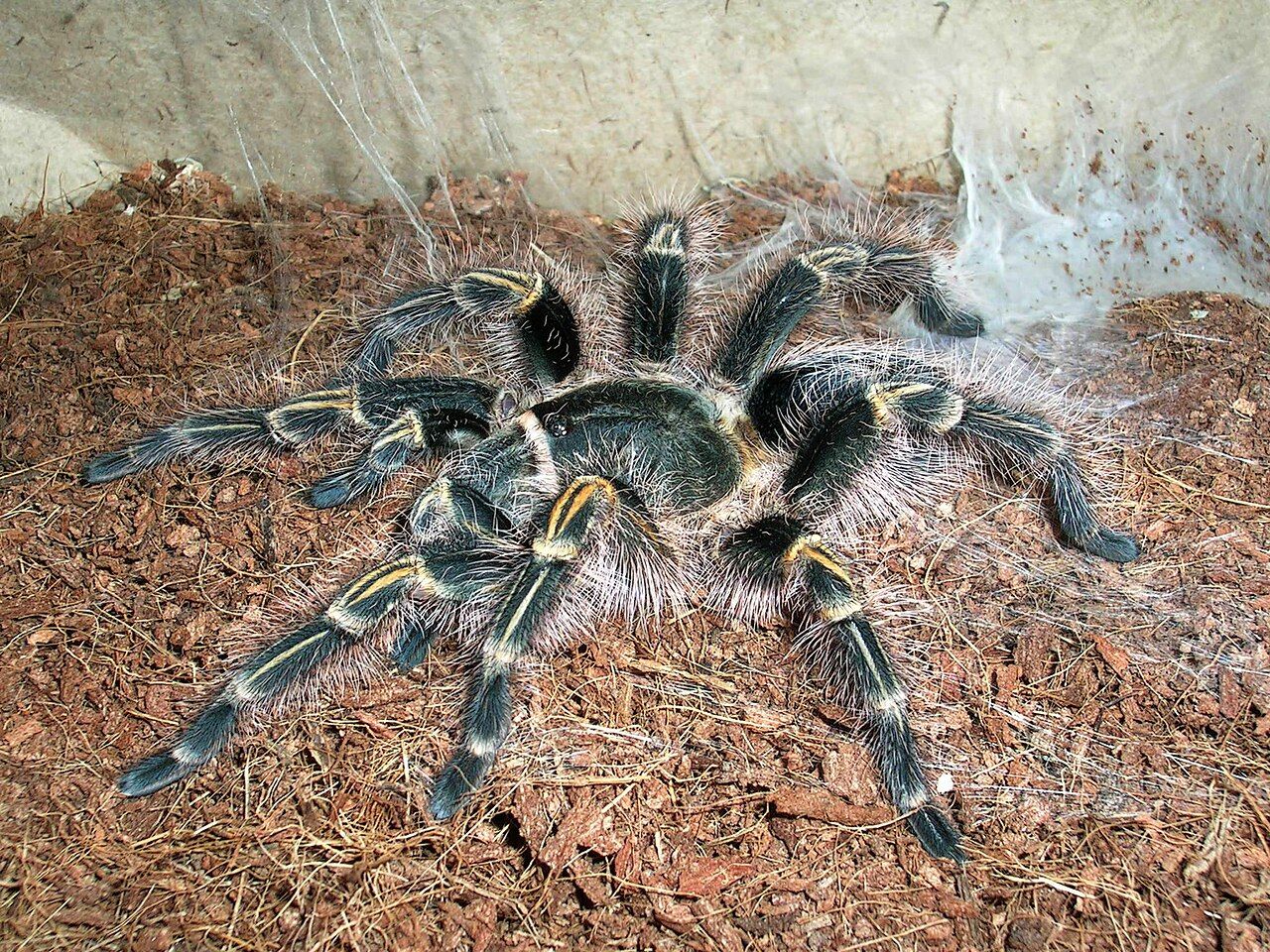 Psalmopoeus cambridgei