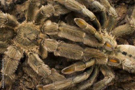 Psalmopoeus cambridgei