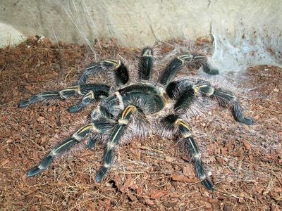 Psalmopoeus cambridgei
