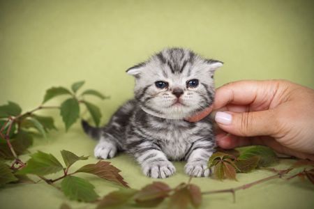 Кошенята. Американска короткошерстна