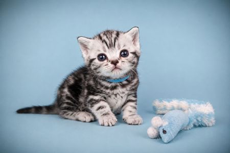 Кошенята. Американска короткошерстна