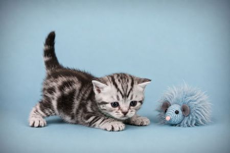 Кошенята. Американска короткошерстна
