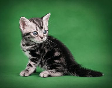 Нові Американські короткошерстні кошенята. Резерв та продаж