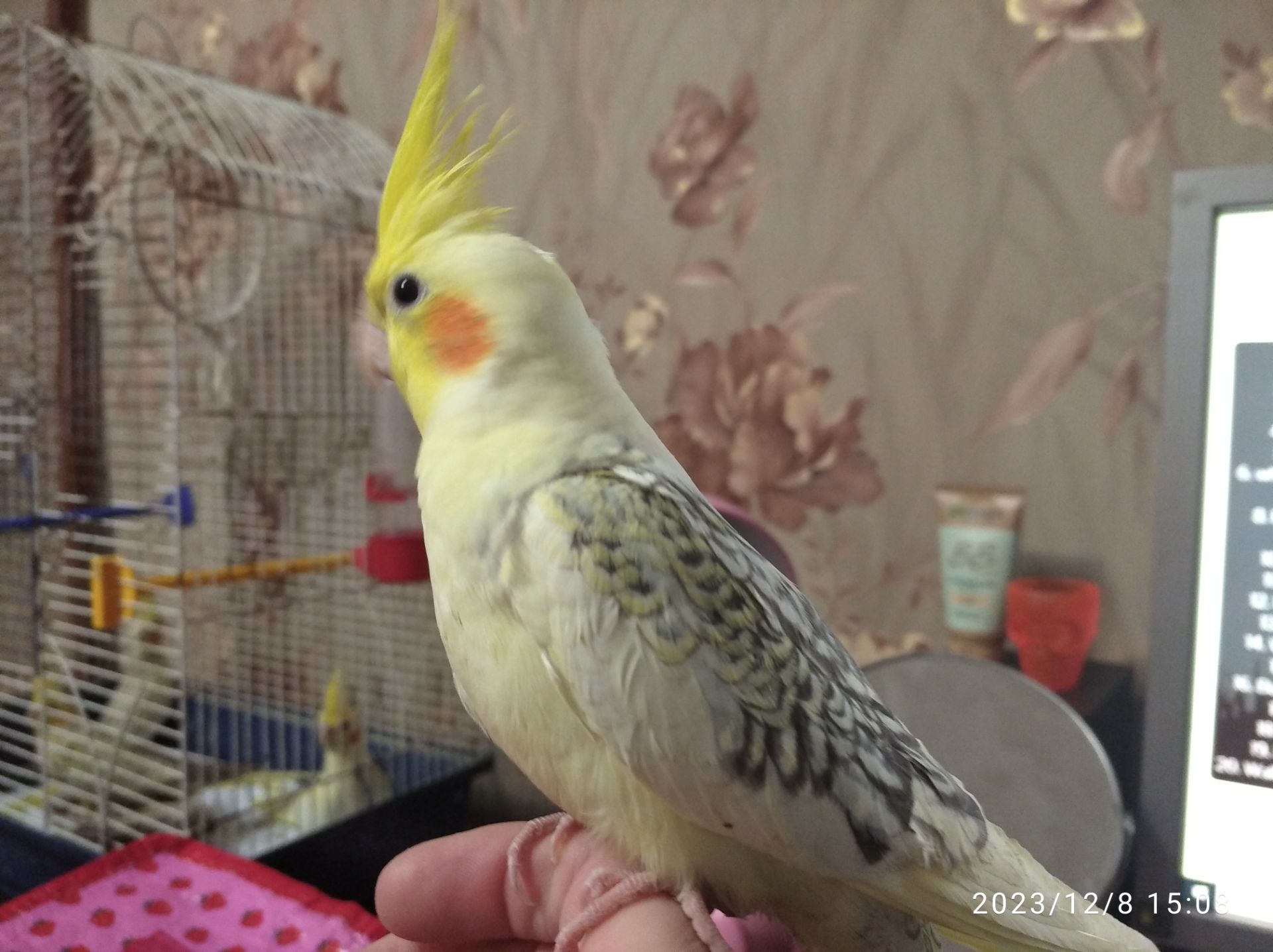 Молоді корелли