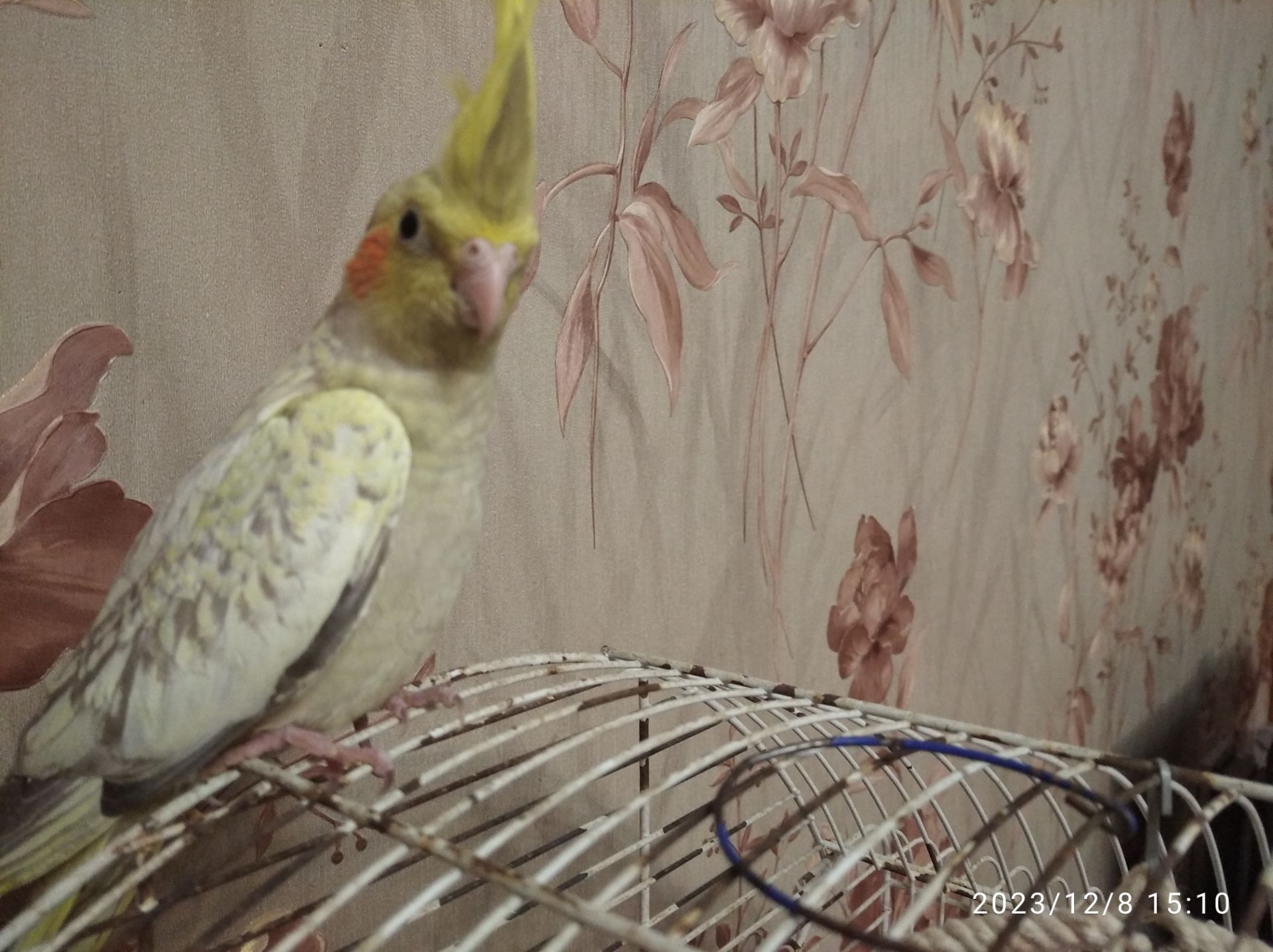 Молоді корелли