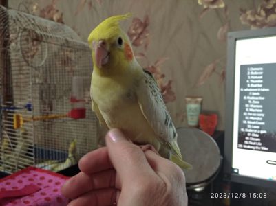 Молоді корелли