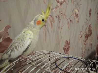Молоді корелли
