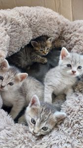Шукаємо господарів для 4 кошенят, безкоштовно