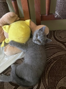 Шотландське кошеня шукає родину