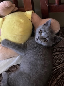 Шотландське кошеня шукає родину