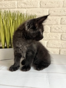 Хлопчик Мейн кун чорний