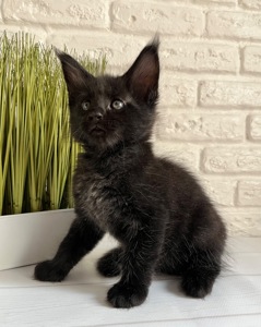 Хлопчик Мейн кун чорний