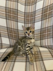 Кошеня Бенгальська