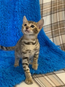 Кошеня Бенгальська
