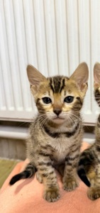 Кошеня Бенгальська