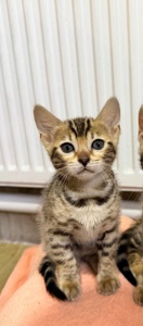 Кошеня Бенгальська