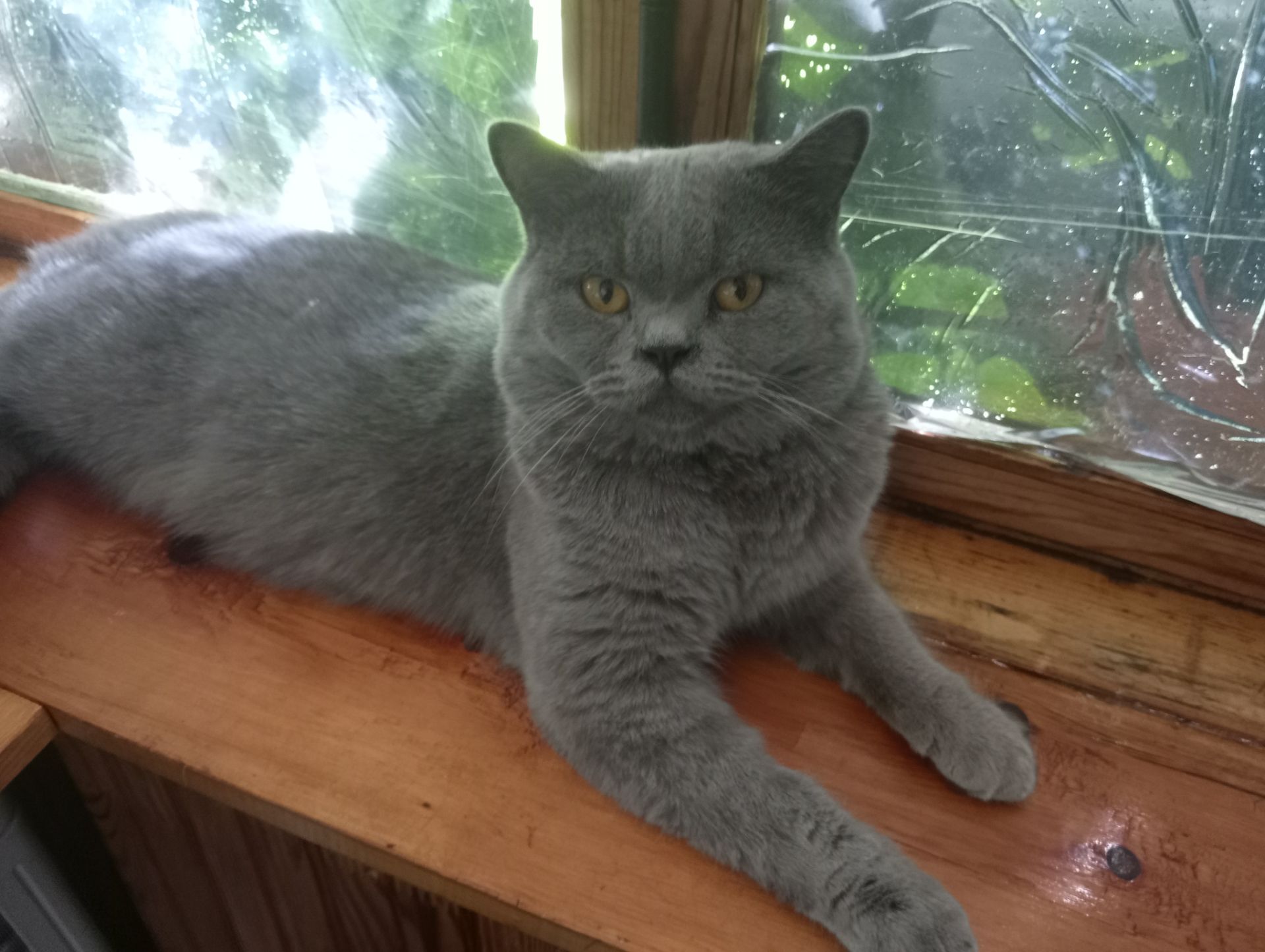 Британский молоденький котик